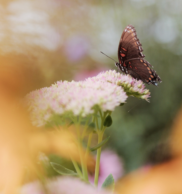 Image of butterfly on a pink bloom